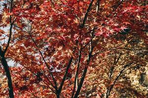 bunter Herbstlaubhintergrund foto