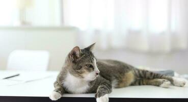 bleibe Zuhause bleibe sicher mit Katze im Zimmer. foto