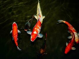 Japan Koi Fisch oder schick Karpfen Schwimmen im ein schwarz Teich Fisch Teich. Beliebt Haustiere zum Entspannung und Feng Shui Bedeutung. Beliebt Haustiere unter Personen. Asiaten Liebe zu erziehen es zum gut Vermögen oder Zen. foto