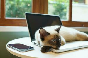 Katze auf Laptop Arbeiten von Zuhause mit Katze. Katze schlafend auf Laptop Tastatur Assistent Katze Arbeiten beim Laptop. foto