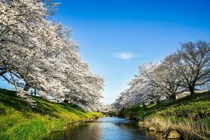 schön Kirsche blüht. Sakura Blumen im Japan. Reise Frühling Zeit. foto