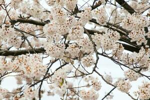 schön Kirsche blüht. Sakura Blumen im Japan. Reise Frühling Zeit. foto