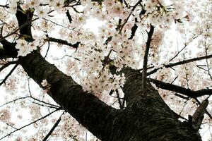 schön Kirsche blüht. Sakura Blumen im Japan. Reise Frühling Zeit. foto