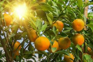 Orange Baum mit Sonnenlicht foto