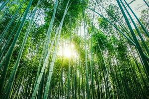 Arashiyama Bambus Haine im Japan foto