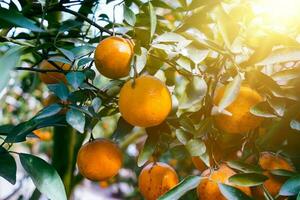 Orangenbaum im Garten foto