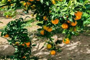 Orangenbaum im Garten foto