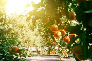 Orangenbaum im Garten foto