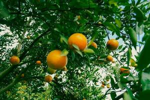 Orangenbaum im Garten foto