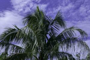 Kokosnuss Baum Grün Blätter Blau Himmel Hintergrund foto