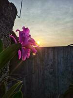 lila Orchidee wann im Sonnenaufgang foto