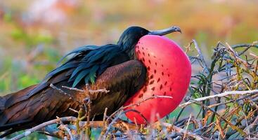 das schön Fremder Vogel von das Welt foto