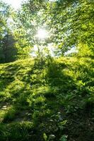 Sonnenlicht brechen durch das Bäume foto