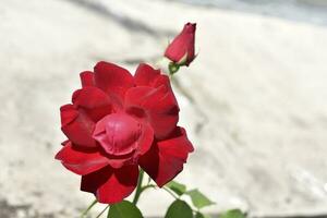 ein rot saftig Rose im das Garten während das Tag. ein groß Rose Blume. foto