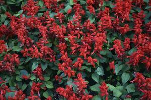 rot Park Blumen im das Stadt Quadrat. groß Salvia Blumen. foto