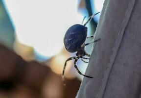 Selektiver Fokus einer großen Spinne, die an einer Wäscheleine auf der Kleidung läuft foto