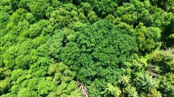 Drohne Aussicht von ein gemischt Wald mit Grün Bäume im Nord Deutschland. foto