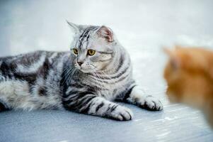 süß Katze Spaziergänge im das Haus durch das Schwimmbad Fett Katze Katze isst ein Menge Liebe zum Katzen intelligent und gutmütig Katze Katze Inhaber Glück foto