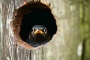 Vogel spähen ein Boo aus von ein Baum erstellt mit generativ ai Technologie. foto