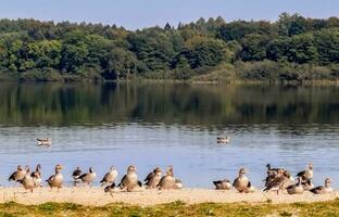 Viele schöne europäische Gänsevögel an einem See an einem sonnigen Tag foto