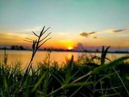 Gras im das Abend beim Sonnenuntergang foto