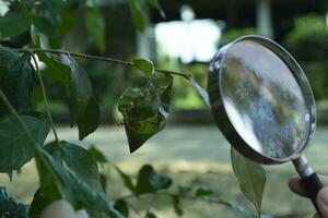 Vergrößerung Glas halten im Hände ein asiatisch Junge Schüler während tun das Bericht Über Spezies von Ameisen und Insekten welche lebte im Baum Blätter, Sanft und selektiv Fokus. foto