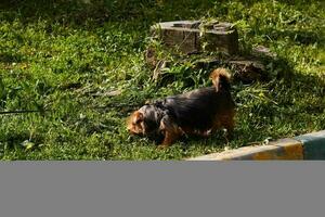 fotografieren von Hund Gehen auf Leine. Stammbaum Hund. foto