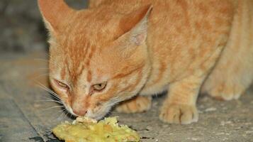 das Katze isst gebraten Tempeh auf das Fußboden lecker und entspannt foto