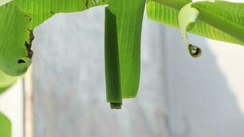 Puppe von Banane Blatt Walze erionota Thrax verletzen auf Banane Blatt foto