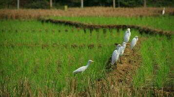 Weiß Storch im das Mitte von das Reis Felder foto