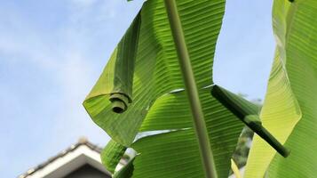 Puppe von Banane Blatt Walze erionota Thrax verletzen auf Banane Blatt foto