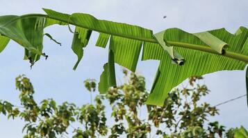 Puppe von Banane Blatt Walze erionota Thrax verletzen auf Banane Blatt foto