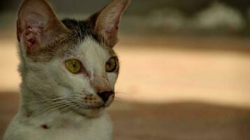 Nahansicht Foto von Katze Gesicht.