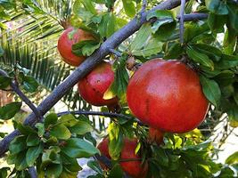 Frucht des Granatapfelbaums foto