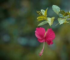 schön Blühen Blume foto