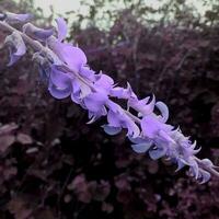 schön Blühen Blume im das Garten foto