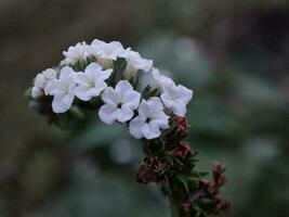 schön Blühen Blume foto