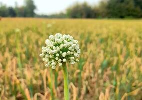 schön Blühen Blume foto