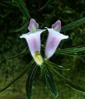 schön Blühen Blume foto