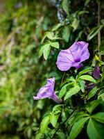 Blühen Blume im Natur foto