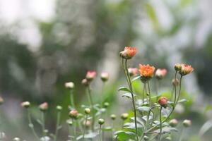 schön Blühen Blume foto