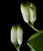 Blühen Blume im Natur foto