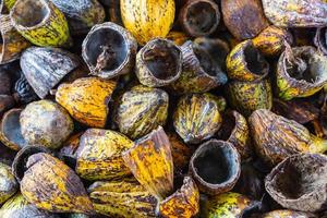 Schale aus Kakaofrucht und Kakaoschale trocken foto