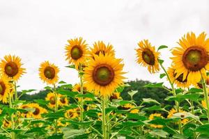 Sonnenblumenfeld und Sonnenblumenhintergrund foto