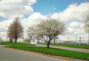 Frühling blühender Baum auf der Straße am blauen Himmel mit großen Wolken mit Verkehrsschildern und Verkehr im Hintergrund foto