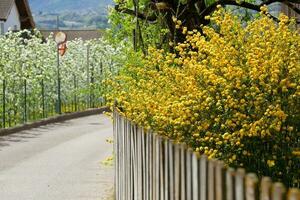 Gebüsch von Gelb Blumen foto