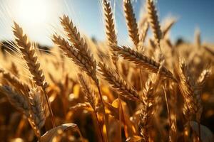 von der Sonne geküsst Müsli Feld Vitrinen golden Weizen Ohren, Inbegriff Landwirtschaft Wesen ai generiert foto