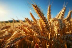 Landwirtschaft Kopfgeld auf Anzeige, ein riesig golden Müsli Feld mit Weizen Ohren ai generiert foto