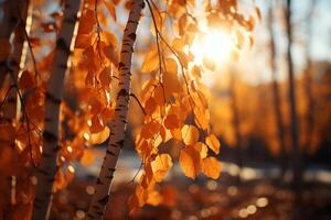 ein sonnig Nachmittag leuchtet das golden Birke Wald im Herbst ai generiert foto