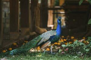 Pfau mit ein Kamm auf es ist Kopf beim das Garten foto